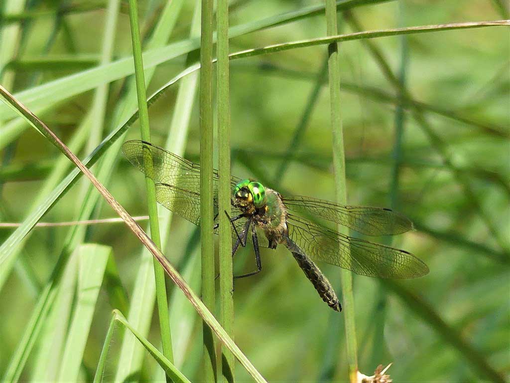 Somatochlora_metallica